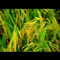 برنج ایرانی و محلی