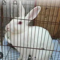 یک خرگوش سالم رنگ سفید|موش و خرگوش|قم, زمان زاده|دیوار