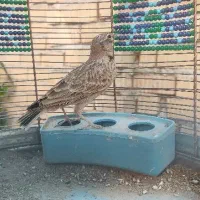 سهره خاکی و سهره قناری