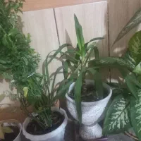 فروش گل|اشیا|دهدشت, |دیوار