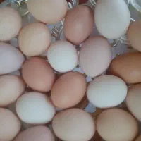 تخم مرغ نطفه دار