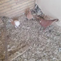 کبوتر|پرنده|یزد, |دیوار