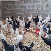 جوجه گلین لری چهلتاج ریش اصل|حیوانات مزرعه|جوادآباد, |دیوار