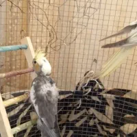 یک جفت پشت گراف و سه عدد جوجه عروس درشت و کشیده|پرنده|اسفراین, |دیوار