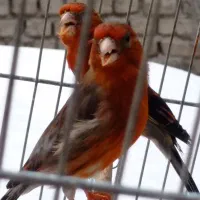 فروش سهره قناری تعداد وتکی