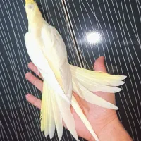 یک عروس هلندی نر دستی خانگی