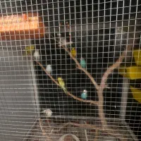 مرغ عشق|پرنده|بیرجند, |دیوار