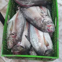 ماهی جش تازه تعداد محدود