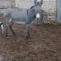 ماده خره گله ای بشرط