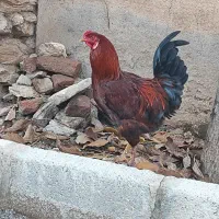 خروس|حیوانات مزرعه|خاو و میرآباد, |دیوار