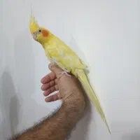 عروس هلندی نر زعفرانی رنگ خاص و کمیاب