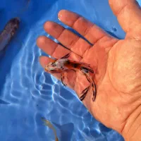 رنگین کمان کوی چرم و باتر فلای|ماهی|رشت, ترمینال|دیوار