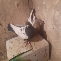 کفتر سینه ای  فروشی