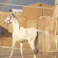 نریان ومادیون