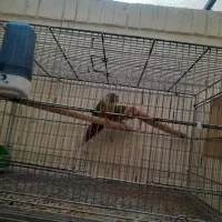 دو جفت گرینچیک سالم و بشرط|پرنده|شاهینشهر, شهرک گلدیس|دیوار