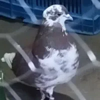 کبوتر گرگی گرفته