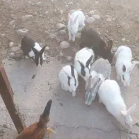 خرگوش