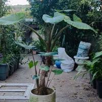 بابا آدم|گل و گیاه طبیعی|لاهیجان, خمیر کلایه|دیوار