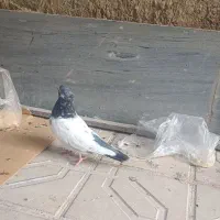 کفتر|پرنده|رزن, |دیوار