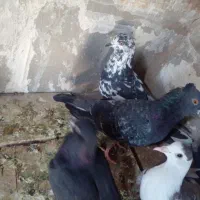 کبوتر پرشی|پرنده|تربت جام, المهدی|دیوار