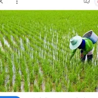 اجاره زمین شالیزار برای کاشت برنج