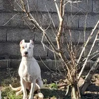 داگو آرژانتینو