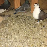 جفت کربلایی|پرنده|کرمان, |دیوار