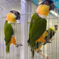 طوطی کایک|پرنده|شیراز, لب آب|دیوار