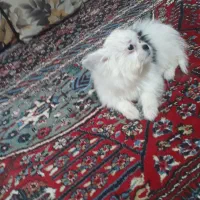 واگذاری. توله اپارتمانی|سگ|مشهد, ثامن|دیوار