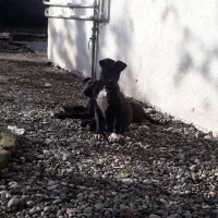 فروش پیتبول نرو ماده اصیل وارداتی|سگ|قائم‌شهر, |دیوار