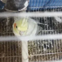 عروس هلندی ماده بالغ معاوضه با ماده بالغ|پرنده|مشهد, شهید قربانی|دیوار