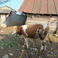 گاو(گوساله) نر سیمینتال اصل جنس|حیوانات مزرعه|پایین هولار, |دیوار