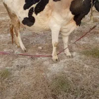 گاو هلشتان اصل