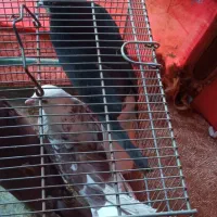 سهره کفتر عروس فنج نرگسی