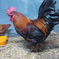 مرغ و خروس هلندی