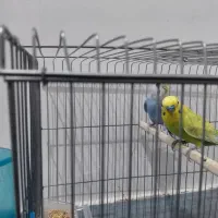 مرغ عشق|پرنده|بندر کنگان, |دیوار