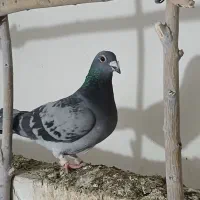 کبوتر‌ دوبر