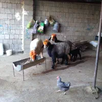 میش و بره|حیوانات مزرعه|شوشتر, |دیوار