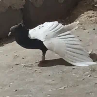 سینه سیاه تمیز یه جفت نوک سفید .وجفت.کله دم سیاه|پرنده|کرخه, |دیوار