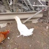 نیمچه مرغ و خروس گلین..