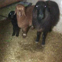 ۱عددشیشک.۱دونه بره نر پاشه یک عدد بره ماده