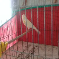 قناری نر مزایکی