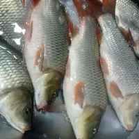 ماهی کپور