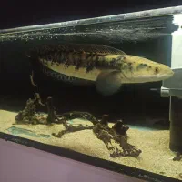 ماهی چانا 60سانت|ماهی|مرودشت, شهرک مهدیه|دیوار