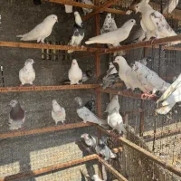 کفتر پرشی دههنجور