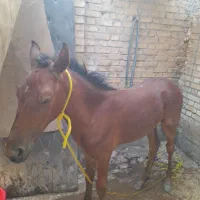 اسب سرحال وجوان