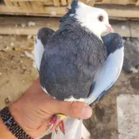 کبوتر شازده ماده|پرنده|اصفهان, مسجد مصلی|دیوار