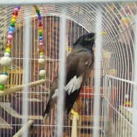 مرغ مینا نر|پرنده|فردیس, قریشی|دیوار