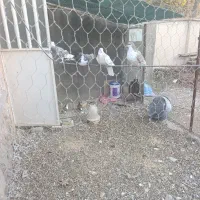 کبوتر ساده و طوقی|پرنده|نیشابور, راه آهن|دیوار