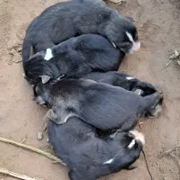 توله سگ ژرمن واگذاری|سگ|لشت نشا, |دیوار